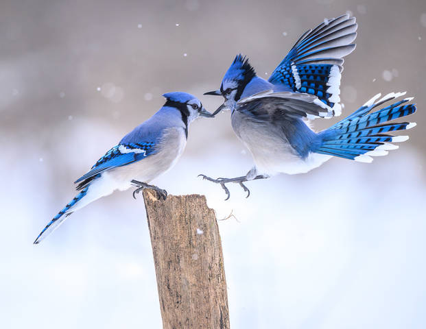 Blue jay 