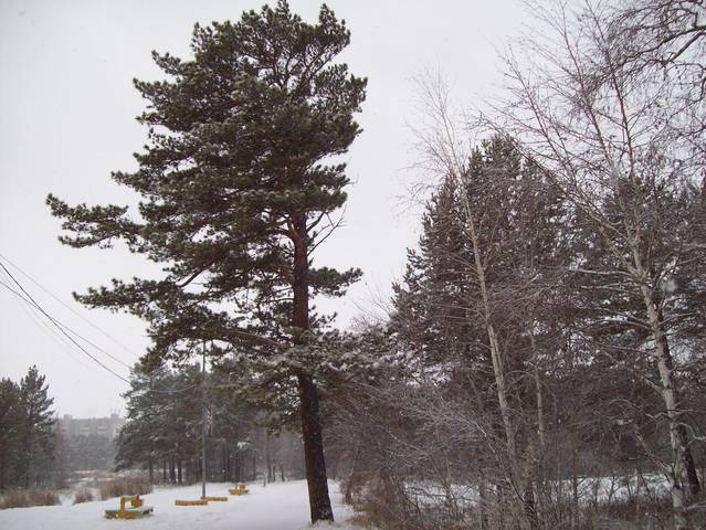 В зимнем парке