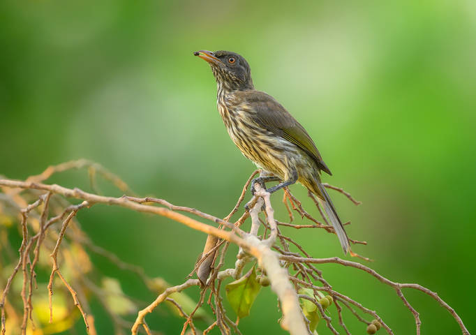 Palmchat