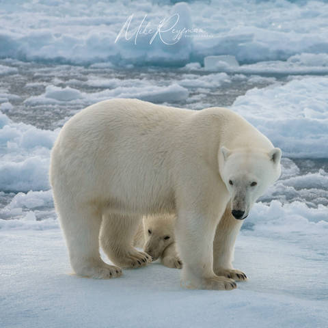 Svalbard-Spitsbergen. Лето за Полярным Кругом