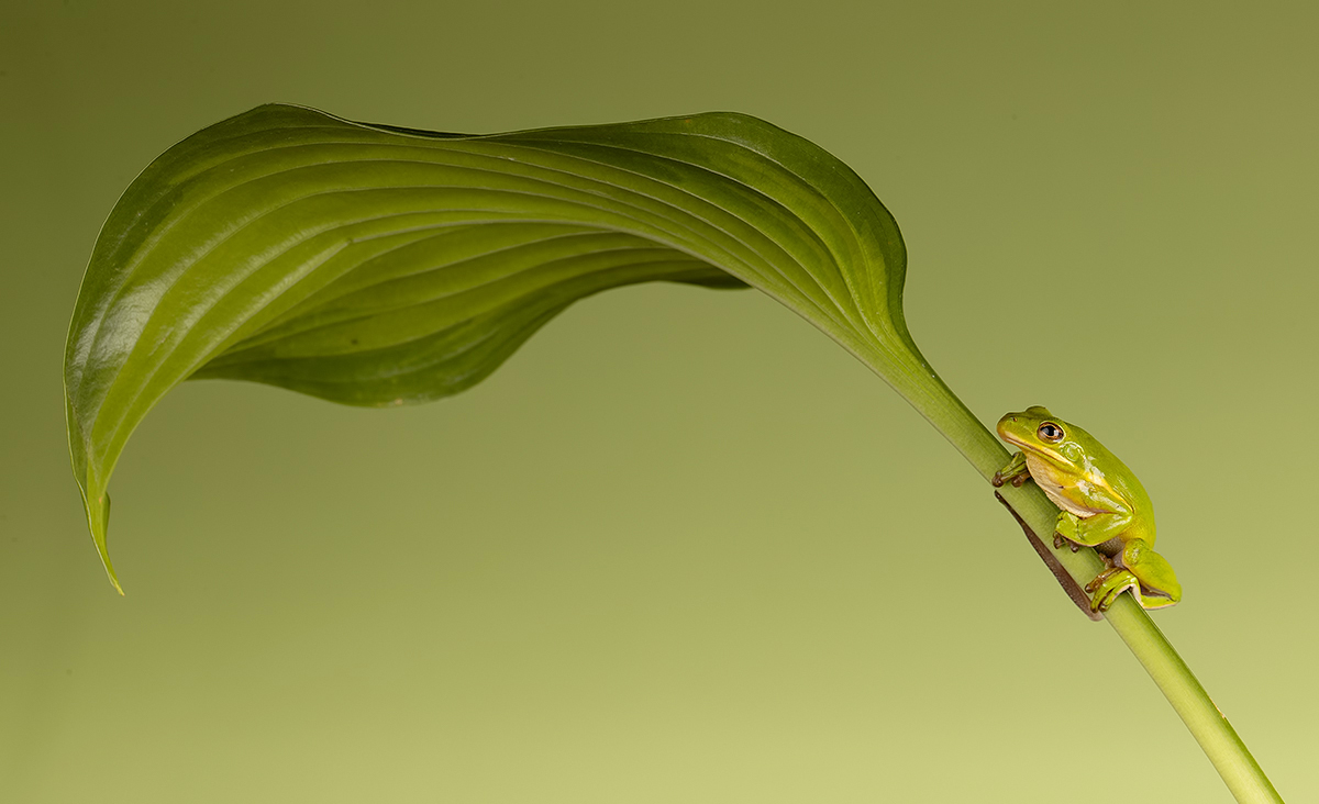 Квакша. Frog. Hylidae - Зеленая североамериканская Квакша