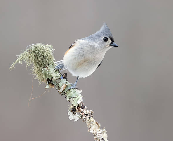 Tufted Titmouse -Острохохлая синица