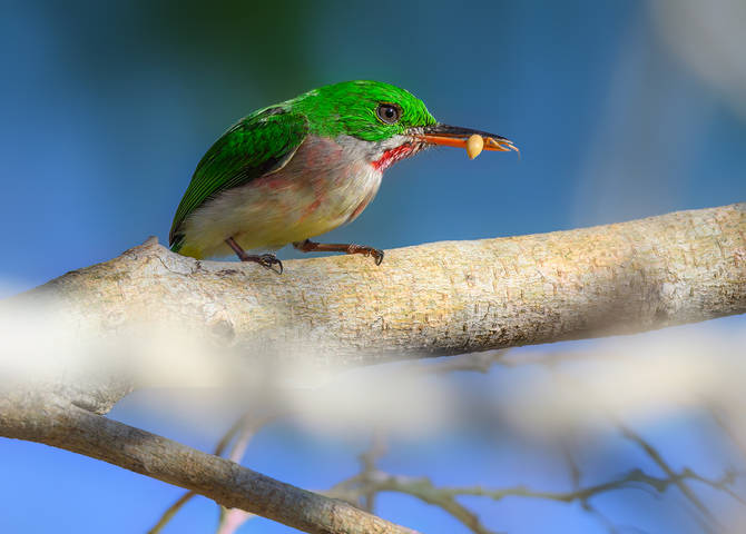Broad-billed Tody 