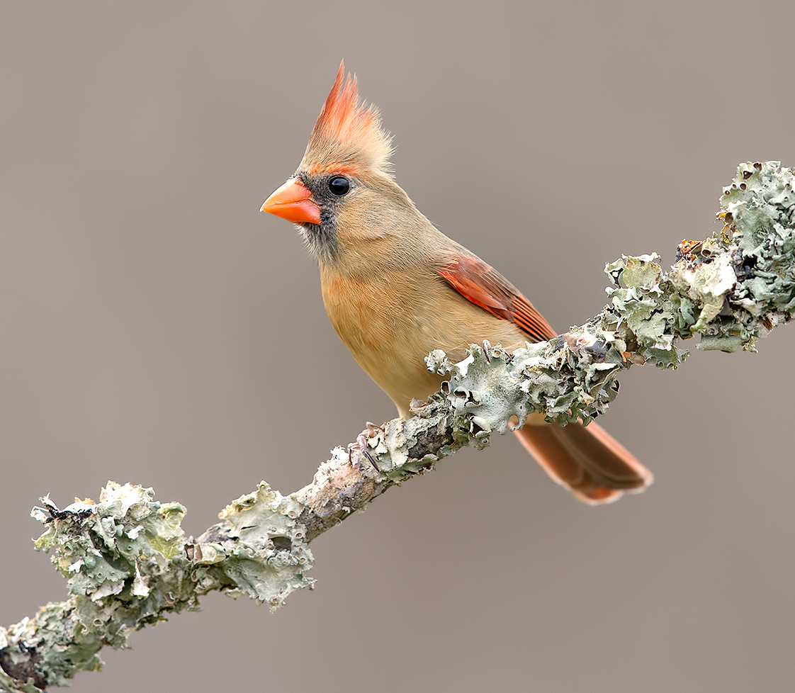 Красный кардинал. самка - Northern Cardinal female