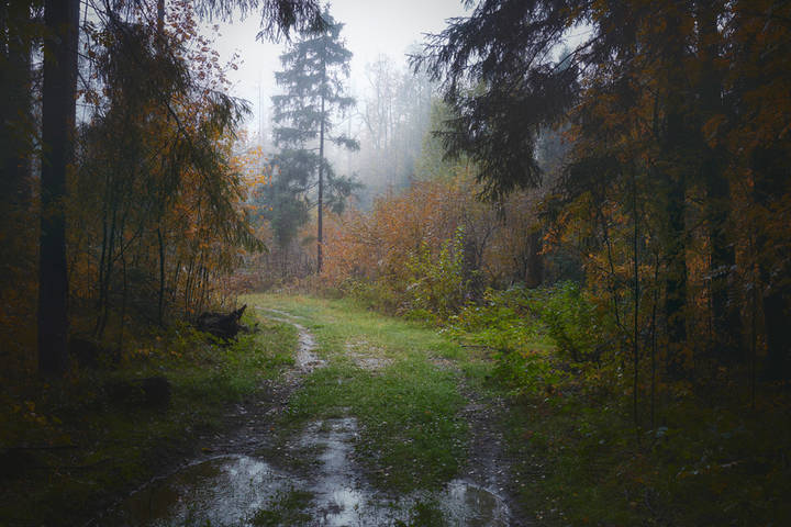 В осеннем лесу