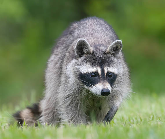 Енот-полоскун -Raccoon