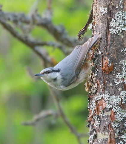 Поползень ( Sitta europaea )
