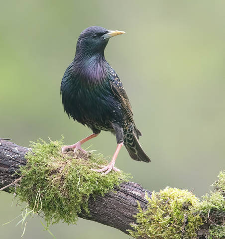 European Starling - Обыкновенный скворец