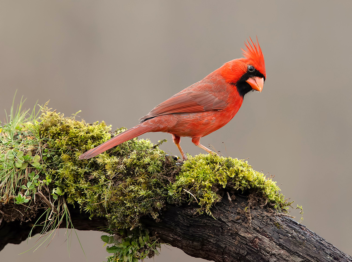 Красный кардинал самец - Northern Cardinal