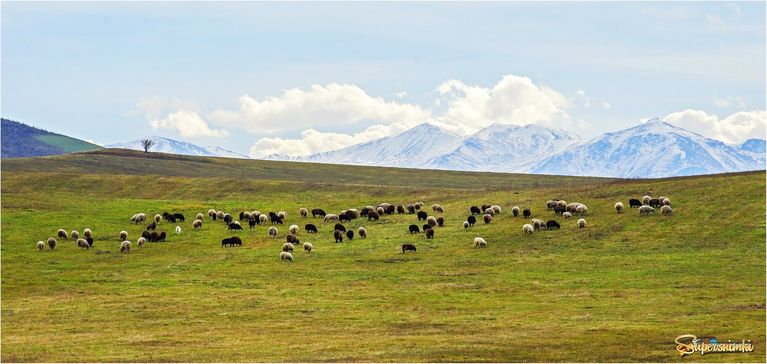 Предгорный пейзаж с овечками..