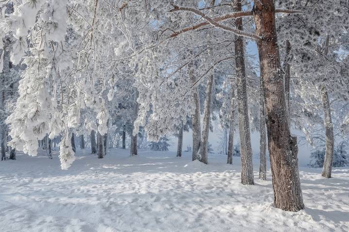 Прогулка по зимнем лесу