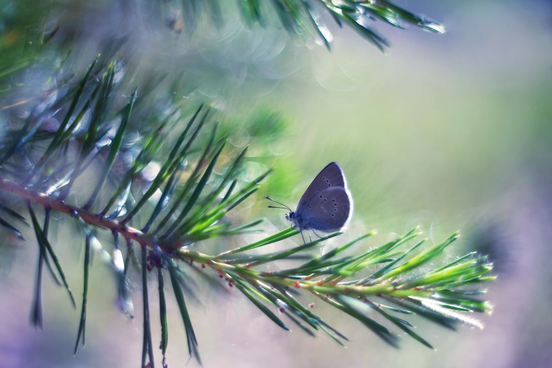 Бабочка на елке