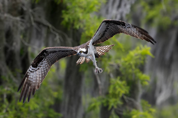 Osprey - Скопа
