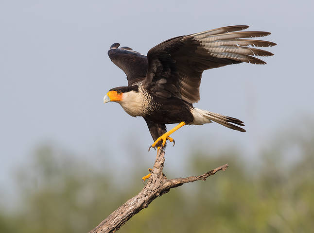 Обыкновенная каракара - Crested Caracara