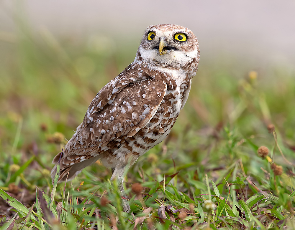 Burrowing Owl- Кроличий сыч
