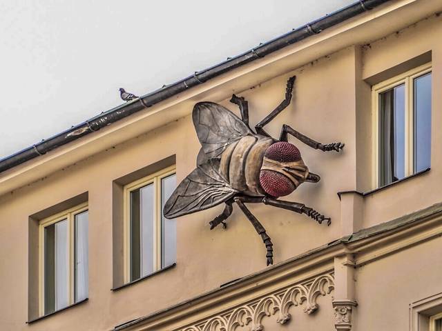 Кто из мухи слона сделал?
