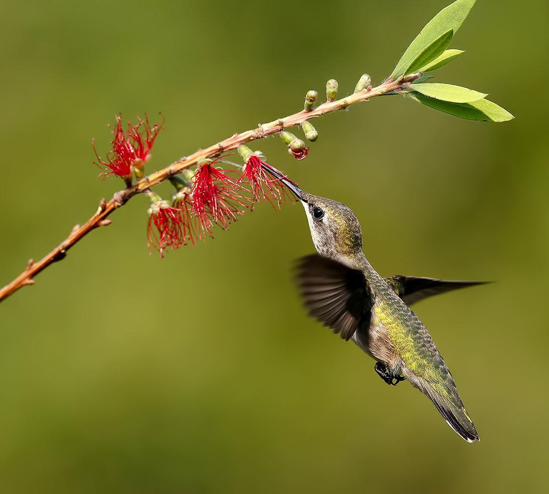 С Днем Орнитолога! Рубиновогорлый колибри.самка 