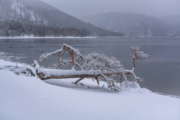 Сосна на берегу