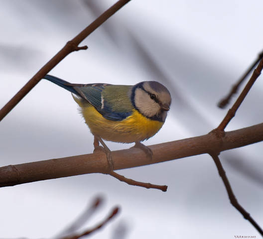 Лазоревка в конце марта (Cyanistes caeruleus)