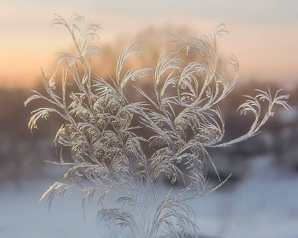 Февральский ажур
