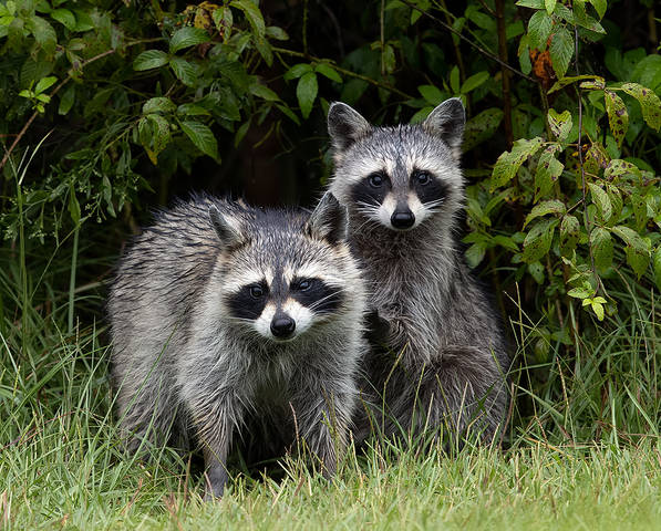 Еноты -Raccoon