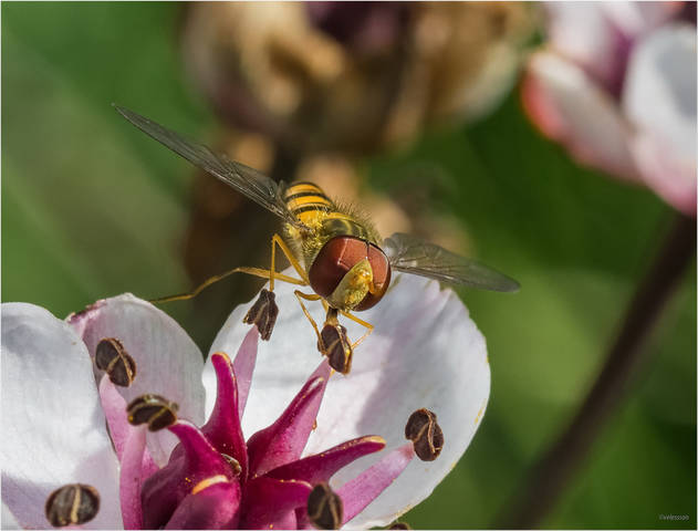 ***