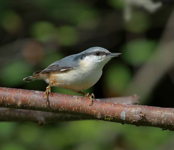 Поползень ( Sitta europaea )