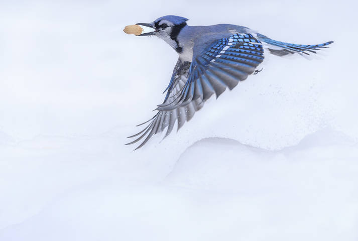  Blue jay