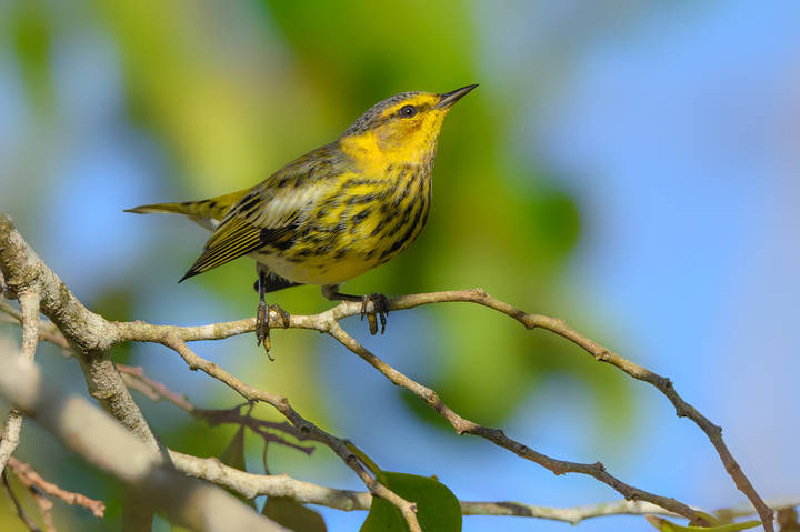 Cape May warbler