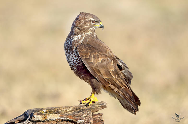 Канюк 