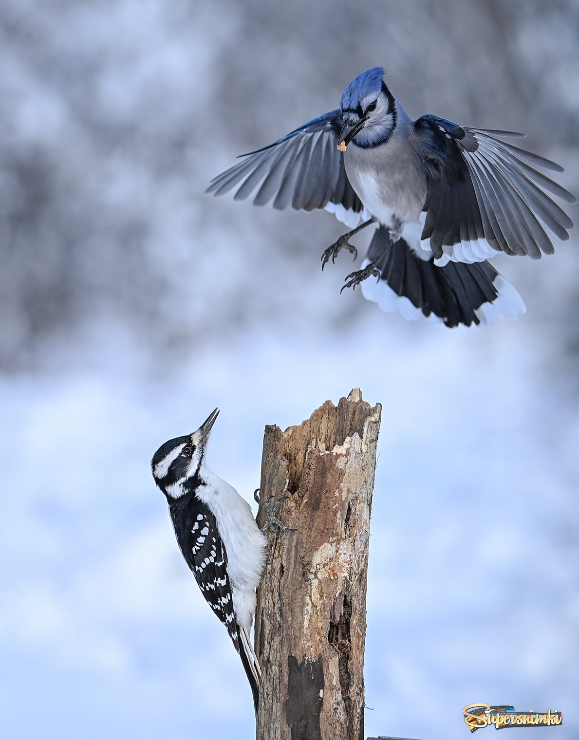 Blue Jay vs. Hairy woodpecker (female)