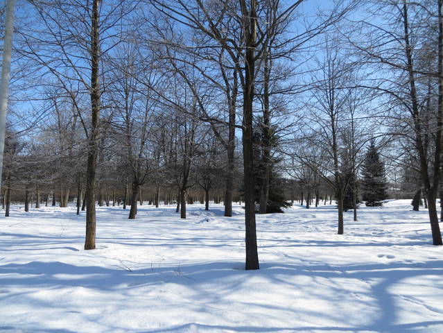 В зимнем парке