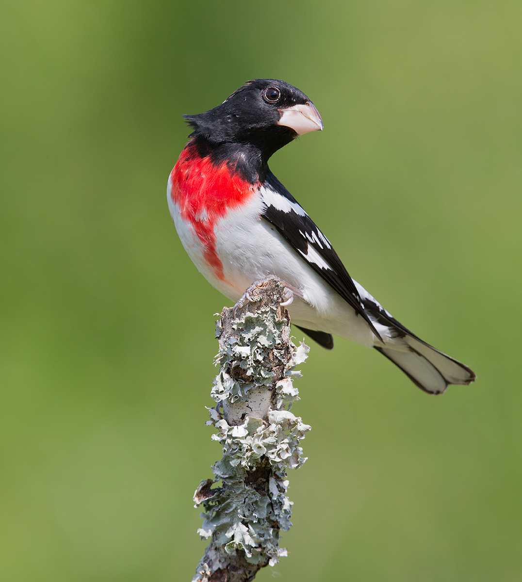 Красногрудый дубоносовый кардинал -Rose-breasted Grosbeak