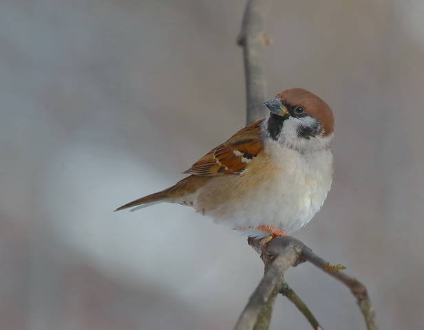 воробушек весенний 