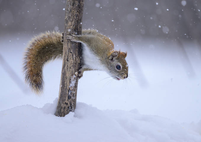 American red squirrel