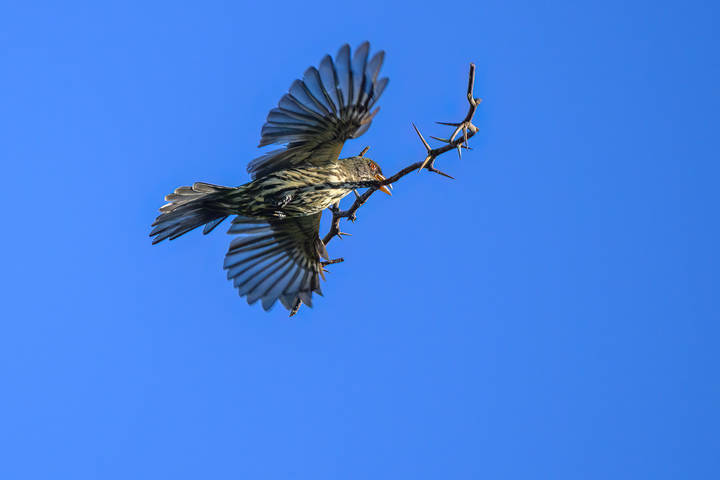 Palmchat