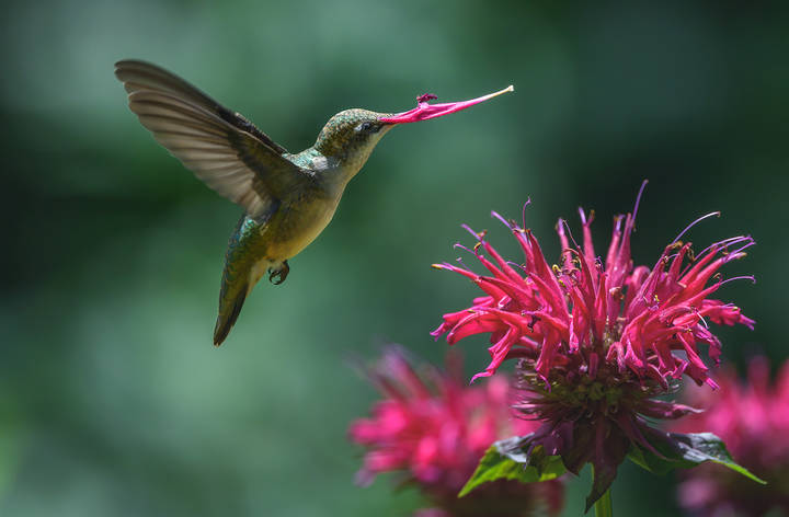 Ruby-throated Hummingbird (female)