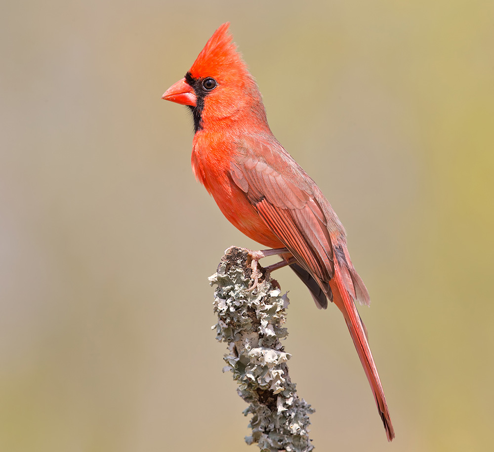 Красный кардинал, самец 
