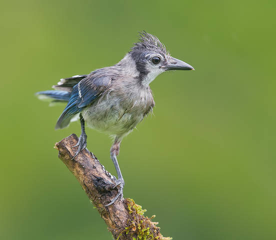 Blue Jay - Молодая Голубая сойка