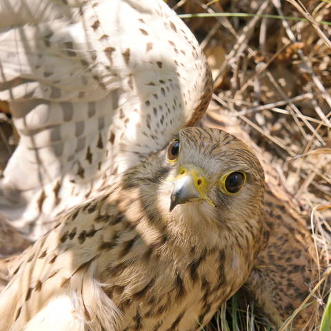 Хищник.