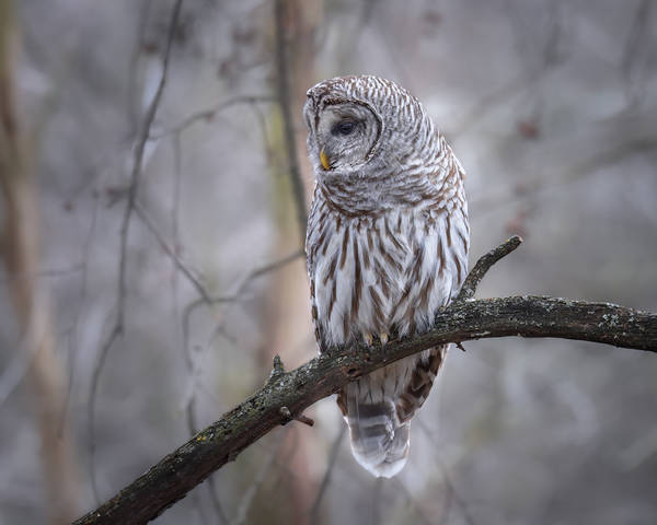 Barred Owl