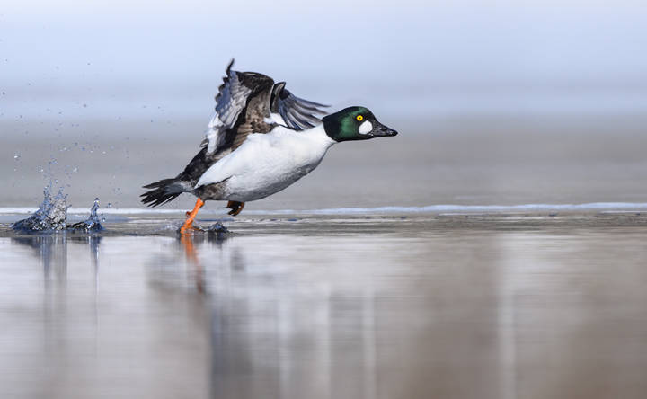 Common Goldeneye (male)