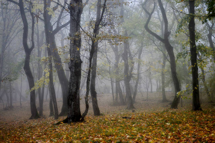 В осеннем парке.....