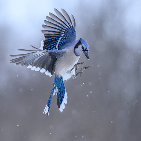  Blue jay