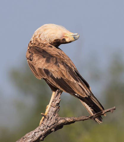 Каракара - Caracara Head Tilt