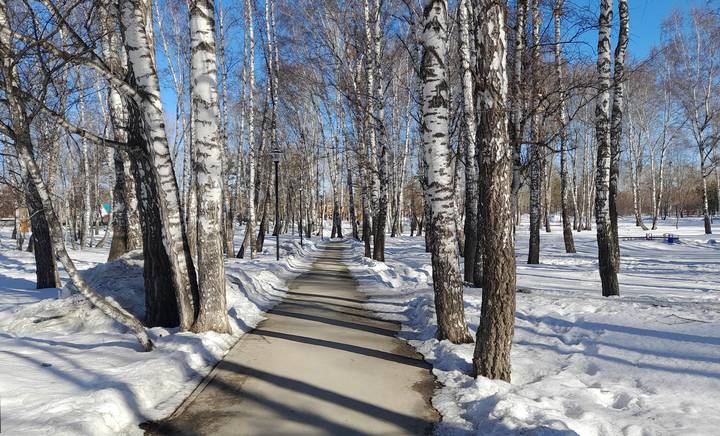 Берёзовая аллея .