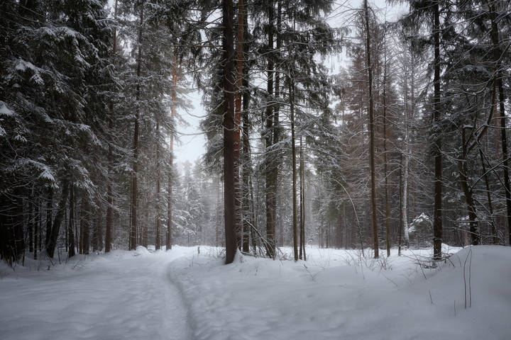 В зимнем лесу