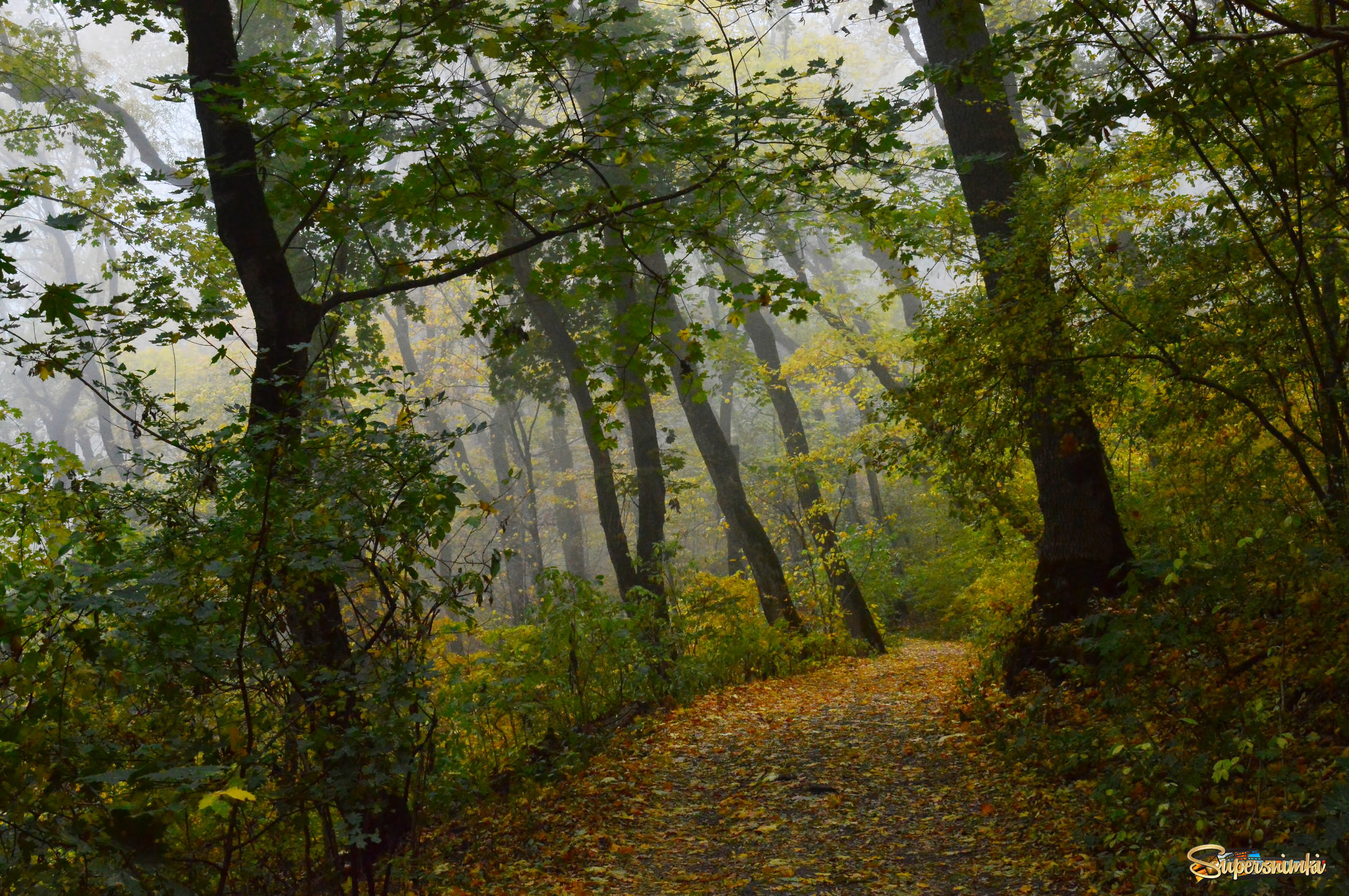Железноводск октябрь. Железноводск осень. Железноводск в октябре. Осень в лесу картинки.
