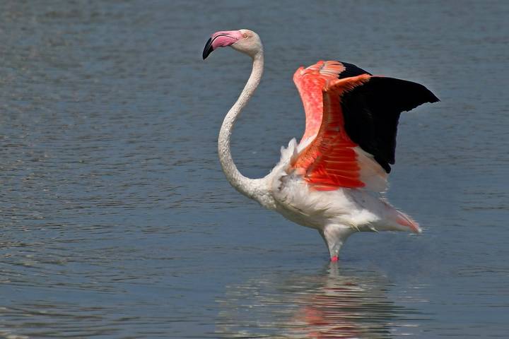 Flamingo.