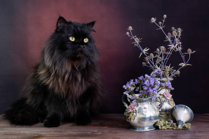 Натюрморт с котом